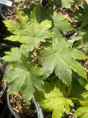 Acer japonicum 'Taki no gawa' - mapleridgenursery